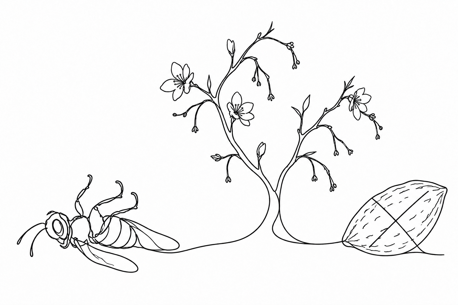 Line drawing of a fallen bee, a flowering plant and an almond